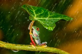 Foto Ohh Noo :( It's Raining, Kutub Uddin