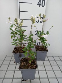 Salvia microphylla 'Gletsjer' - pot 9x9 cm -