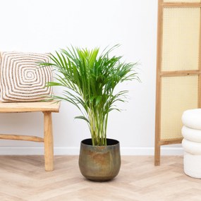 Dypsis Lutescens (Areca palm) - 70cm