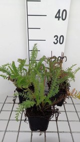 Achillea millefolium 'Schneetaler' - pot 9x9 cm -