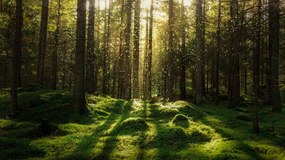 Foto Magical fairytale forest., Björn Forenius, (40 x 22.5 cm)