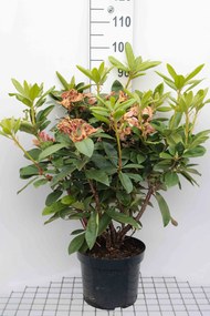 Rhododendron'Gomer Waterer'- pot 10L - 60-80 cm