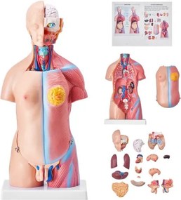 VEVOR Model van het menselijk lichaam, 23 delen, 455 mm, Anatomiemodel van de menselijke torso, unisex anatomisch skeletmodel met uitneembare organen, educatief hulpmiddel voor studenten, demonstratie van het onderwijs