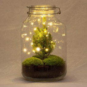 DIY terrarium - Jar Christmas - ↕ 28 cm