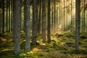Foto Evening sun shining in spruce forest, Schon, (40 x 26.7 cm)