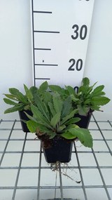 Knautia macedonica 'Melton Pastels' - pot 9x9 cm -