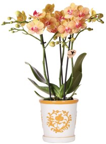 Orchidee Jamaica (Phalaenopsis) inclusief sierpot 'Malaga'