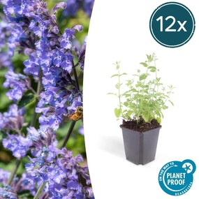 Nepeta 'Six Hills Giant' - 20cm