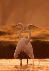Foto Great egret, tahir abbas, (26.7 x 40 cm)