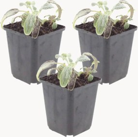 Planten Lamb's Ear Stachys byzantina Silver Carpet, 3-delig