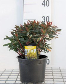 Euphorbia amygdaloides 'Purpurea' - pot 2L