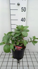 Sedum 'Matrona' - pot 2L -