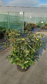 Rhododendron 'Roseum Elegans' - pot 30L - 80-100 cm