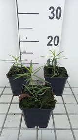 Amsonia hubrichtii - pot 9x9 cm -