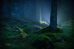 Foto Spruce forest with moss at night, Schon