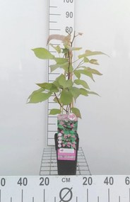 Actinidia kolomikta - pot - 50-60 cm