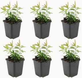 Planten Sint-Janskruid Hypericum Calycinum, 6-delig