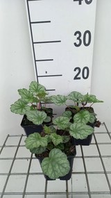 Heuchera americana 'Dale' - pot 9x9 cm -