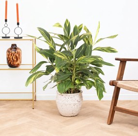 Alpinia variegata - 100cm