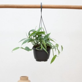 Epipremnum Cebu Blue - 30cm