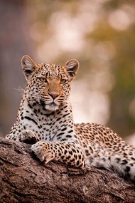 Foto Leopard, Chobe National Park, Botswana, Mint Images/ Art Wolfe