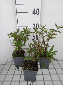 Salvia uliginosa - pot 9x9 cm -