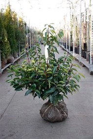 Prunus lusitanica - aardekluit - 60-80 cm -