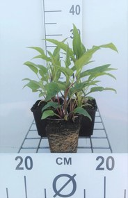 Echinacea purpurea 'Double-Decker' - pot 9x9 cm