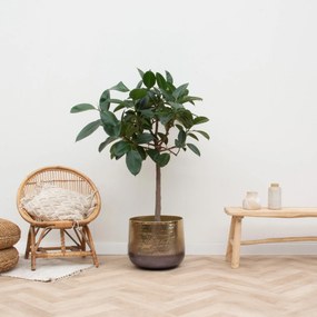 Ficus Elastica Robusta op stam - 120cm