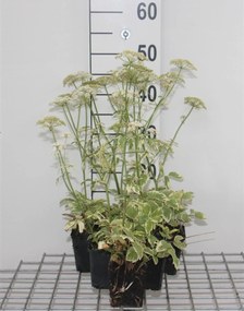 Aegopodium podagraria 'Variegatum' - pot 9x9 cm