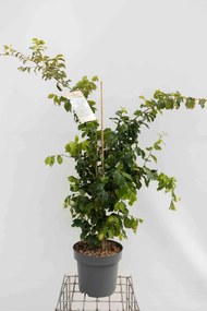 Parrotia persica - pot 12L - 100-125 cm