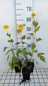 Rudbeckia laciniata 'Goldquelle' - pot 9x9 cm -