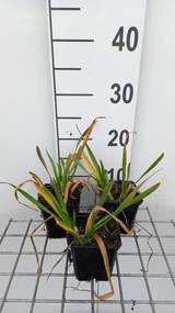 Allium angulosum 'Summer Beauty' - pot 9x9 cm