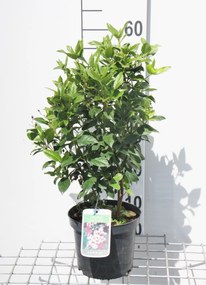 Viburnum tinus 'Eve Price' - pot 5L - 50-60 cm -