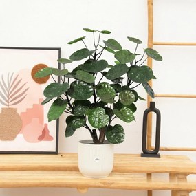 Kunst Polyscias Fabian - 55cm