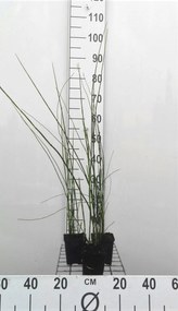 Equisetum 'Japonicum' - pot 9x9 cm