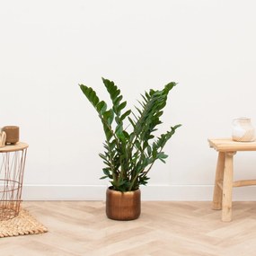 Zamioculcas - 70cm