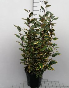 Elaeagnus x ebbingei 'Viveleg' (Chalef) - pot 10L - 60-80 cm
