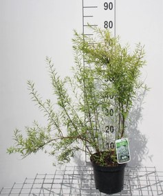 Spiraea thunbergii - pot 3L - 40-60 cm