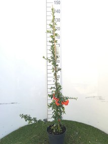 Pyracantha coccinea 'Red Column' - pot 3L - 80-100 cm -