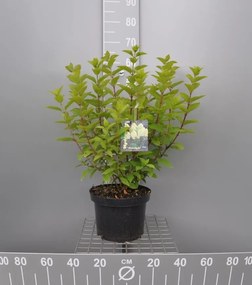 Hydrangea paniculata 'Limelight' - pot 10L - 60-80 cm