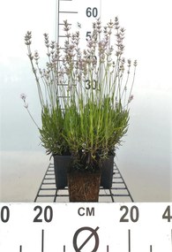 Lavendel rozebloeiend - pot 9x9 cm (Lavandula angustifolia 'Rosea') -