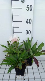 Stokesia laevis 'Alba' - pot 9x9 cm