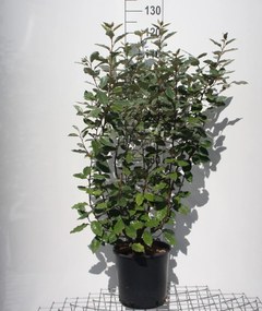 Elaeagnus x ebbingei 'Compacta' - pot 10L - 80+ cm