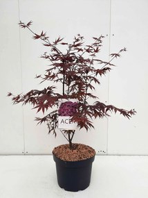Acer palmatum 'Bloodgood' - pot 10L - 70-80 cm