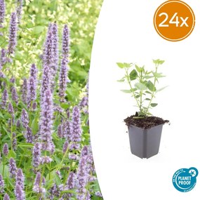Agastache 'Blue Fortune' - 20cm
