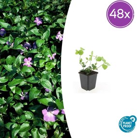 Vinca major - 20cm