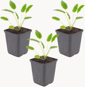 Planten Grote Berenklauw Sanguisorba officinalis Tanna, 3-delig