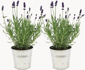 Planten Lavender Lavandula Angustifolia met deluxe potten, 2-delig