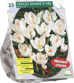 Baltus 'Crocus Grootbloemig' - voorjaarsbloeiers - Wit - 25 bollen